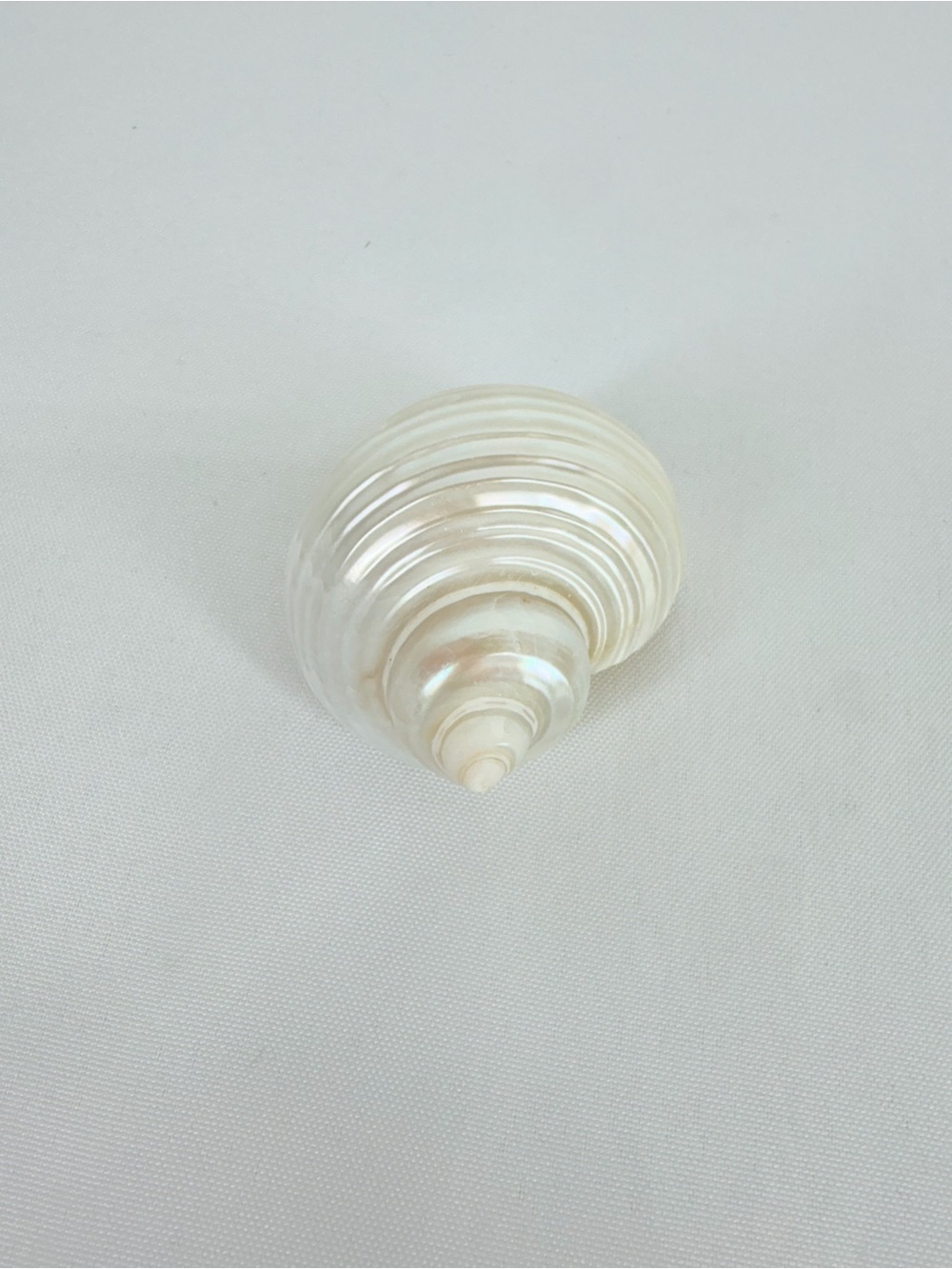 Shiny Seashell - Picture 3 of 7